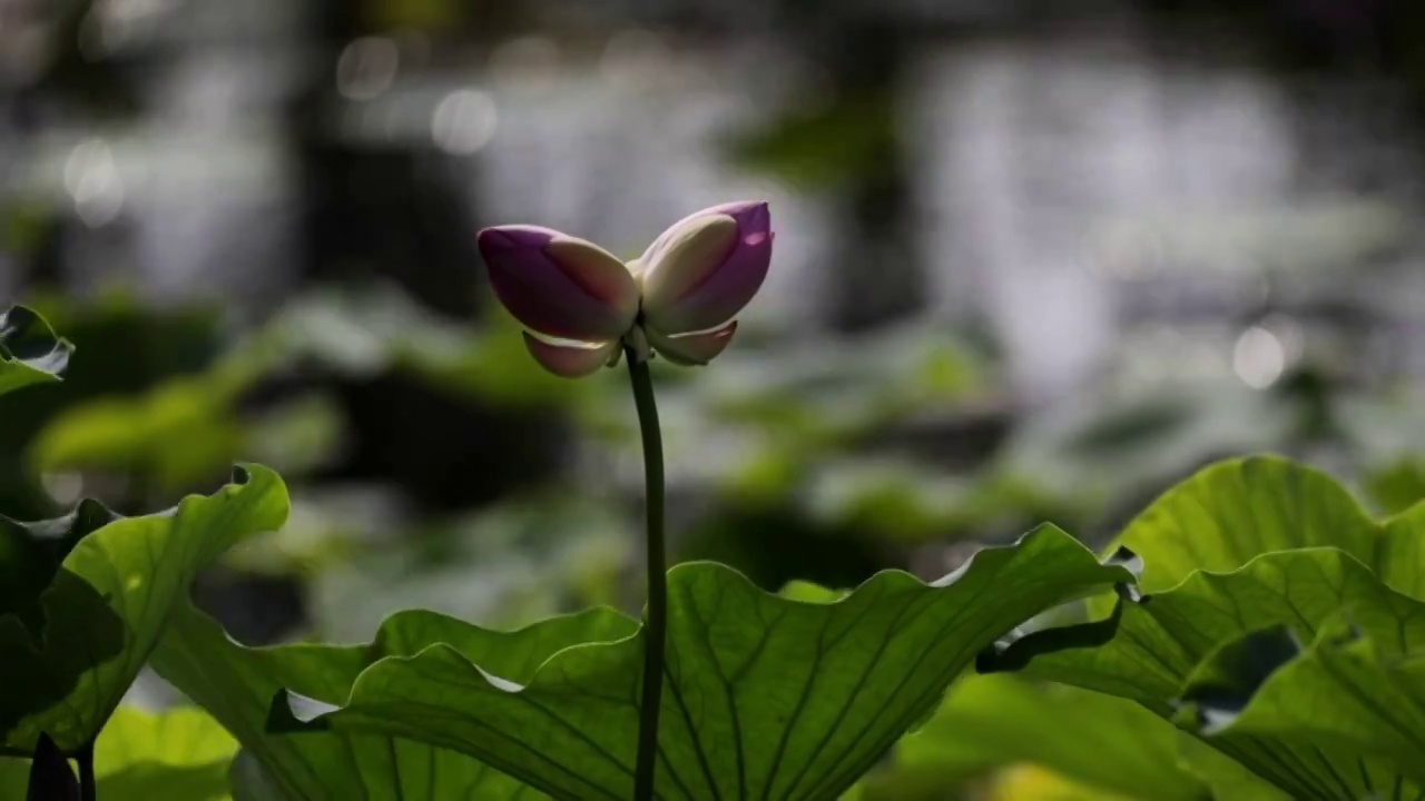 圆明园荷花视频素材