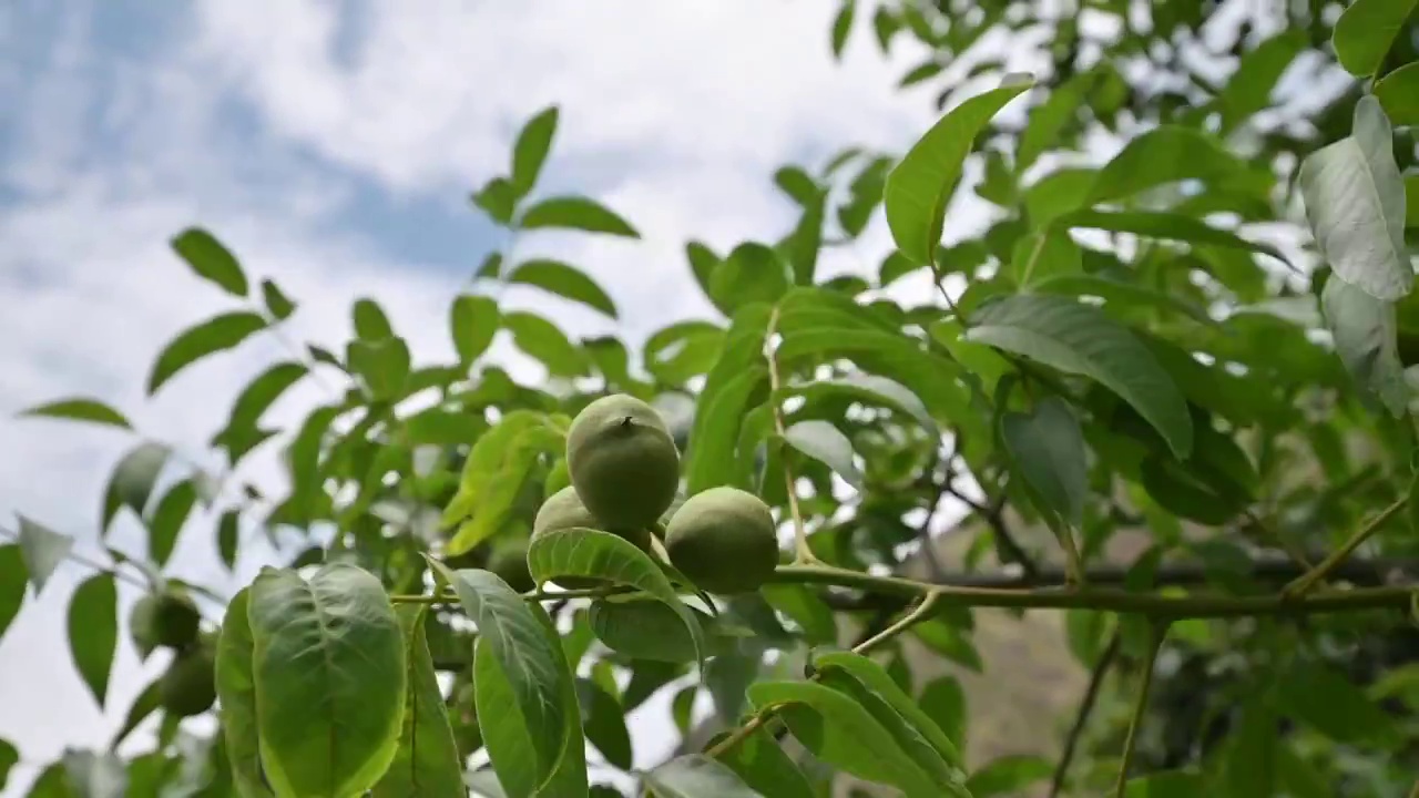 胡桃科植物核桃树成熟青涩的果实四大坚果生长期微风吹拂视频素材