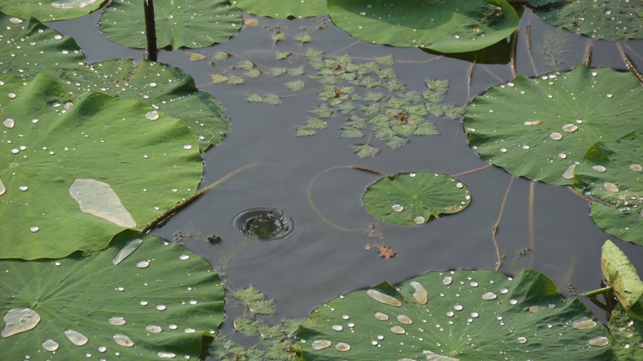 夏日蜻蜓立于荷叶视频素材