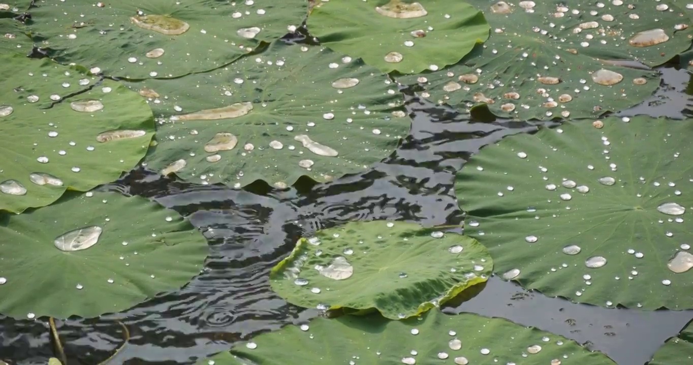 夏日蜻蜓立于荷叶视频素材