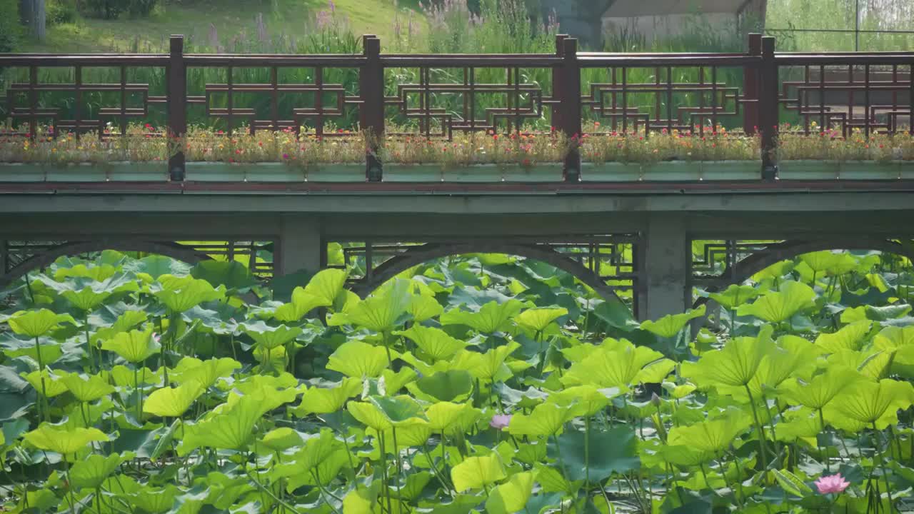 夏日蜻蜓立于荷叶视频素材