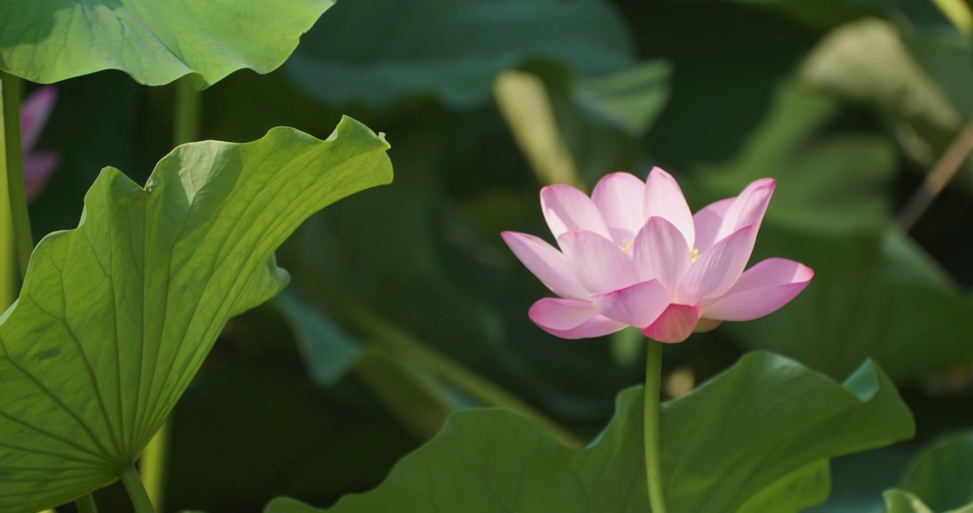 夏日蜻蜓立于荷叶视频素材