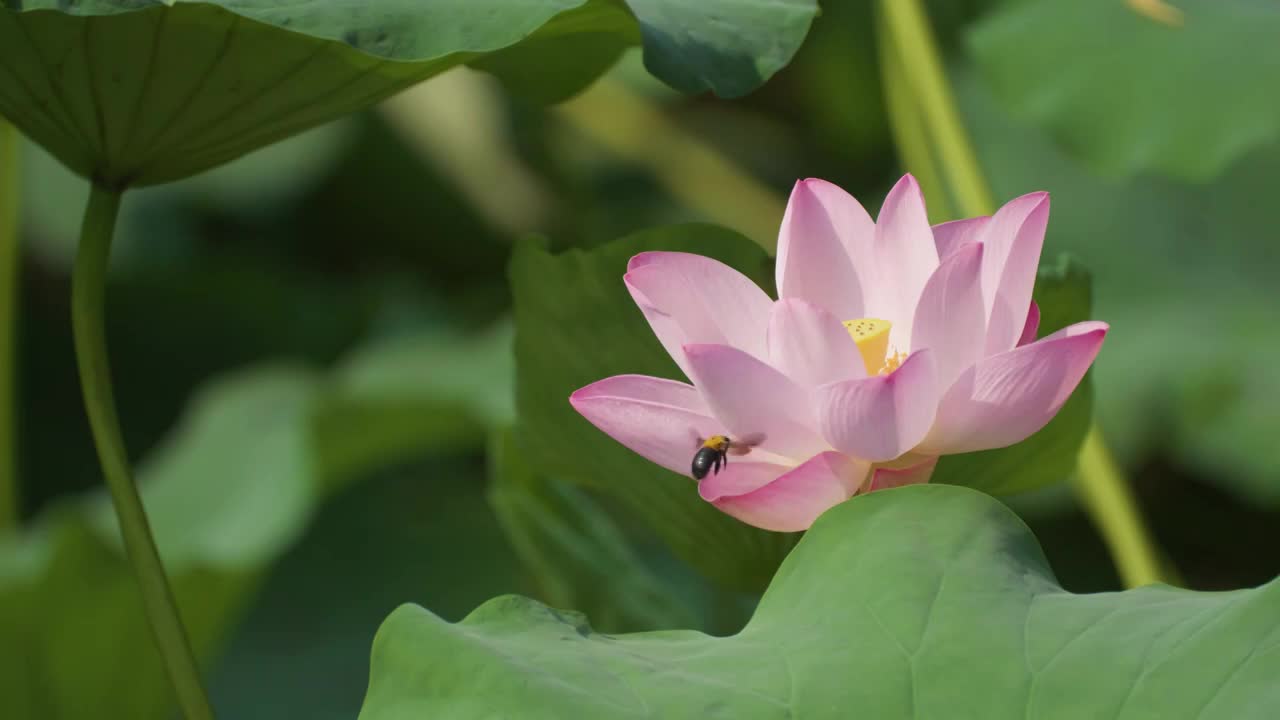 夏日蜻蜓立于荷叶视频素材