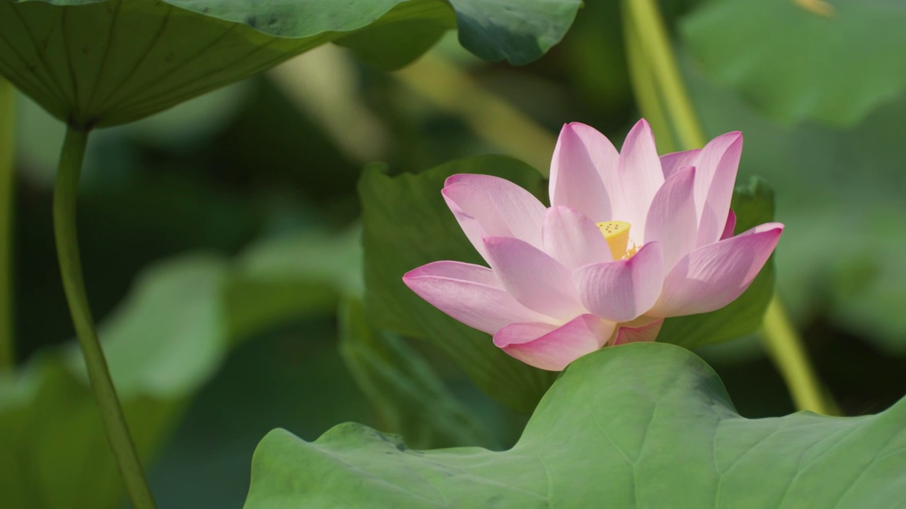 夏日蜻蜓立于荷叶视频素材