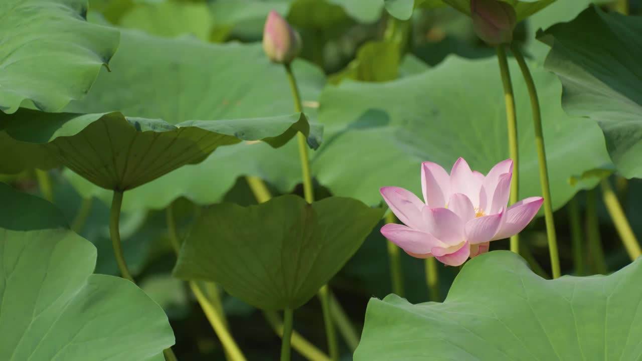 夏日蜻蜓立于荷叶视频素材