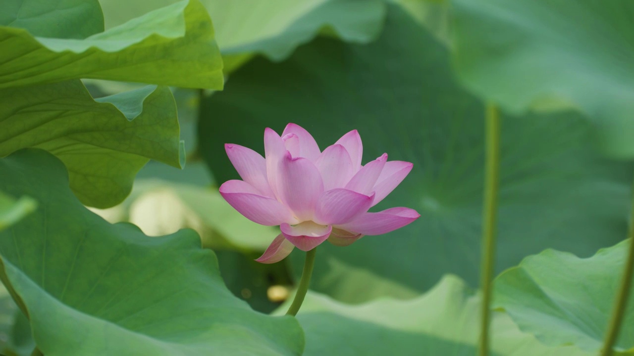 夏日蜻蜓立于荷叶视频素材