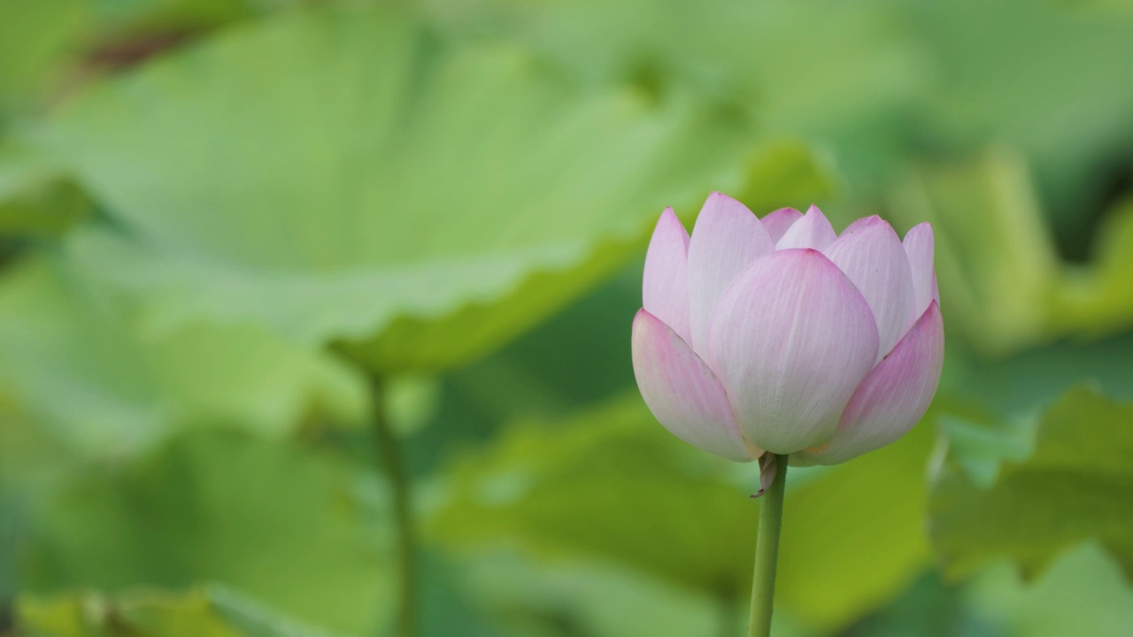 夏日蜻蜓立于荷叶视频素材