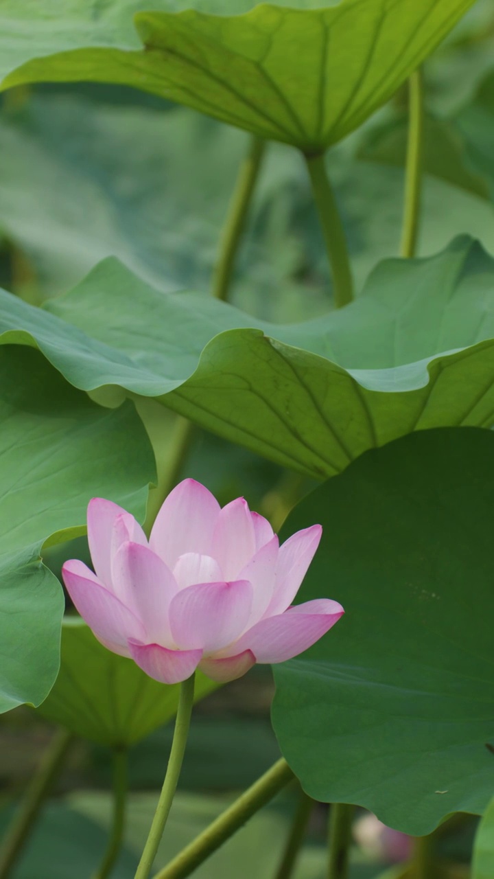 夏日蜻蜓立于荷叶视频素材