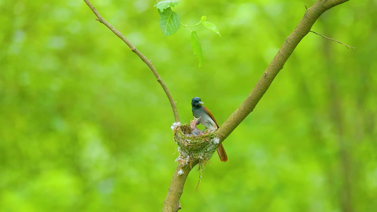 电影级4K 鸟类的母爱：鸟族一枝花白绶带雌雄联袂树枝上喂雏鸟视频素材