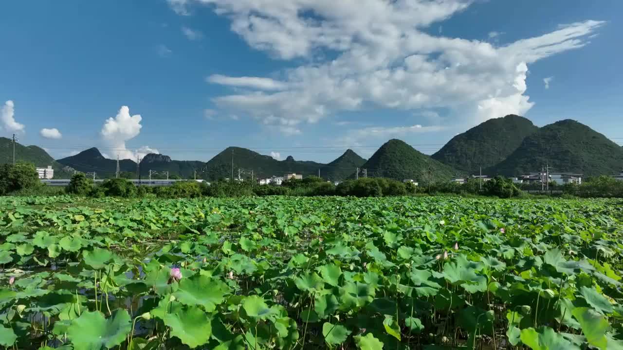 蓝天白云穿过山边荷花塘铁路上行驶的列车视频素材