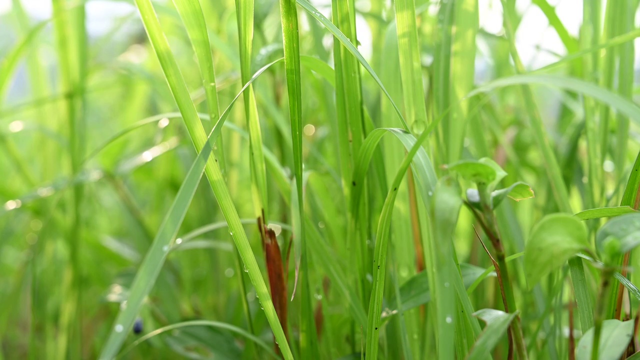 清晨阳光下带露珠的青草和落叶视频素材