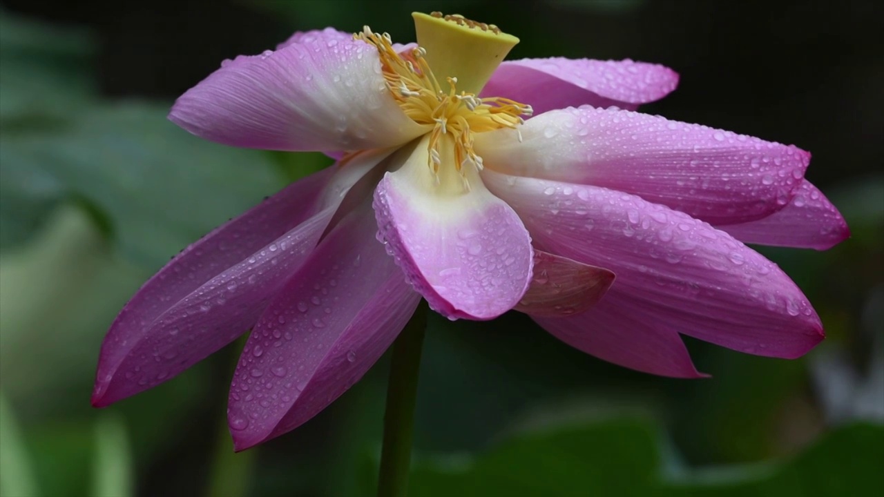 夏季雨天盛开的荷花视频素材