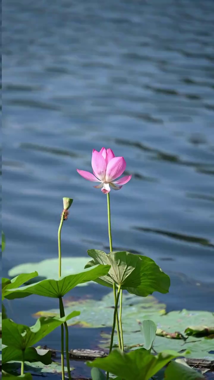 西海湿地公园荷花视频下载