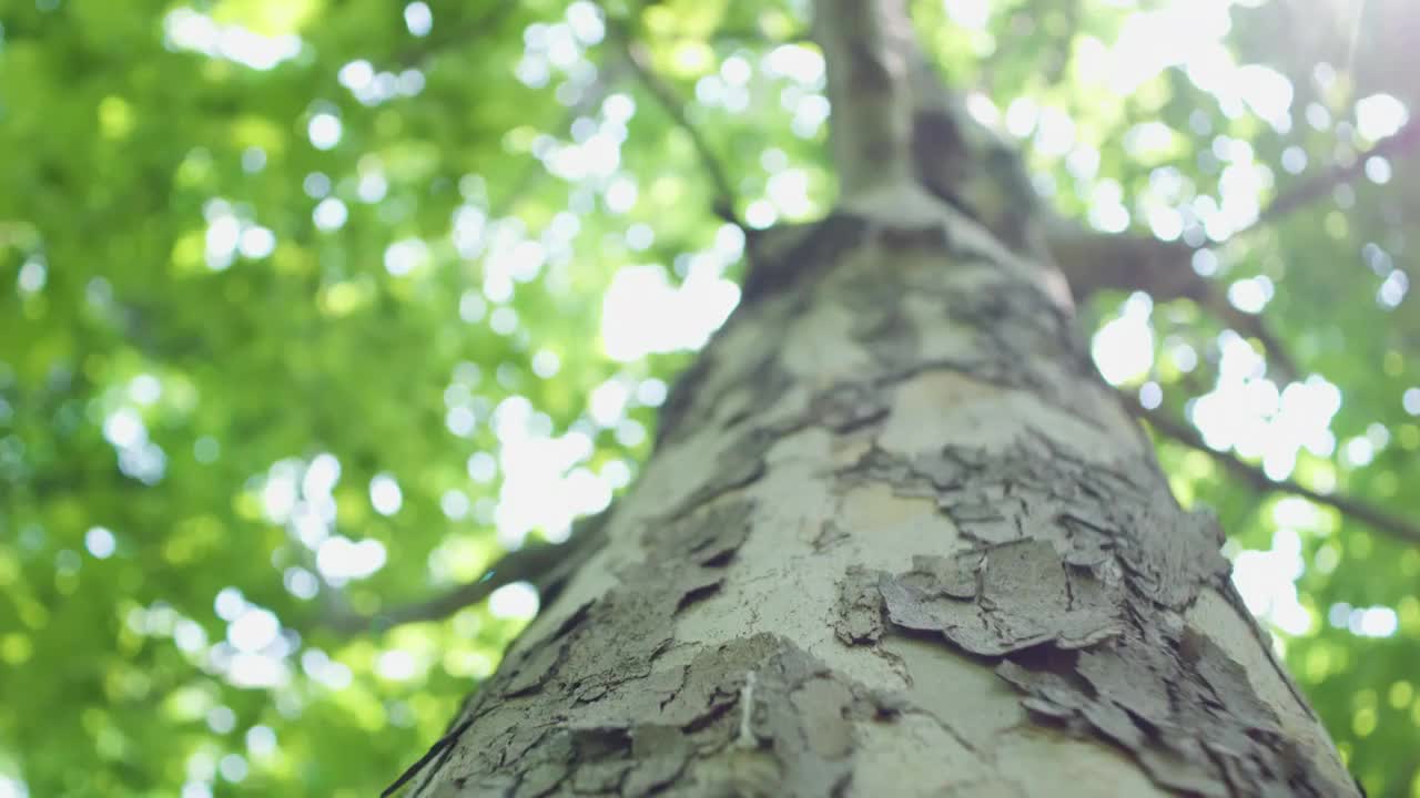 夏日阳光穿透树叶逆光唯美光影炫光视频素材