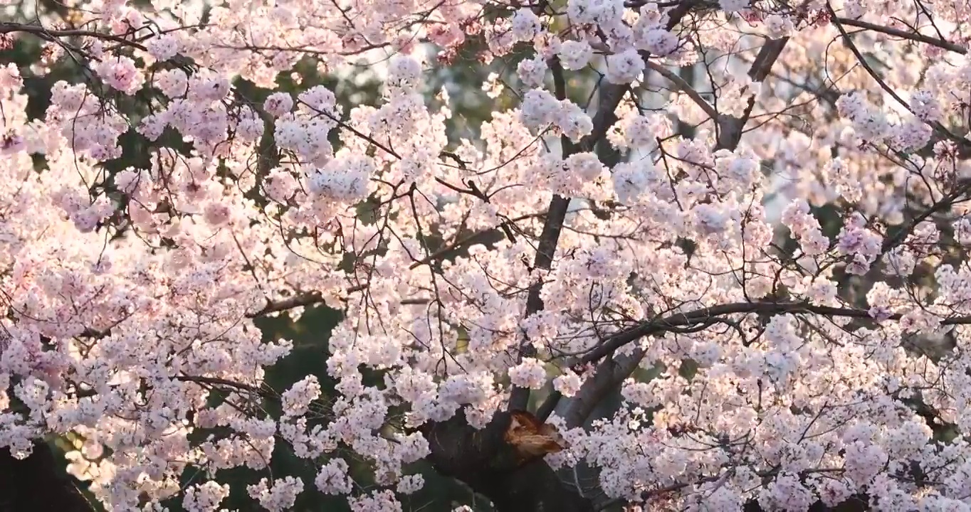 樱花盛开在风中，日本东京视频素材