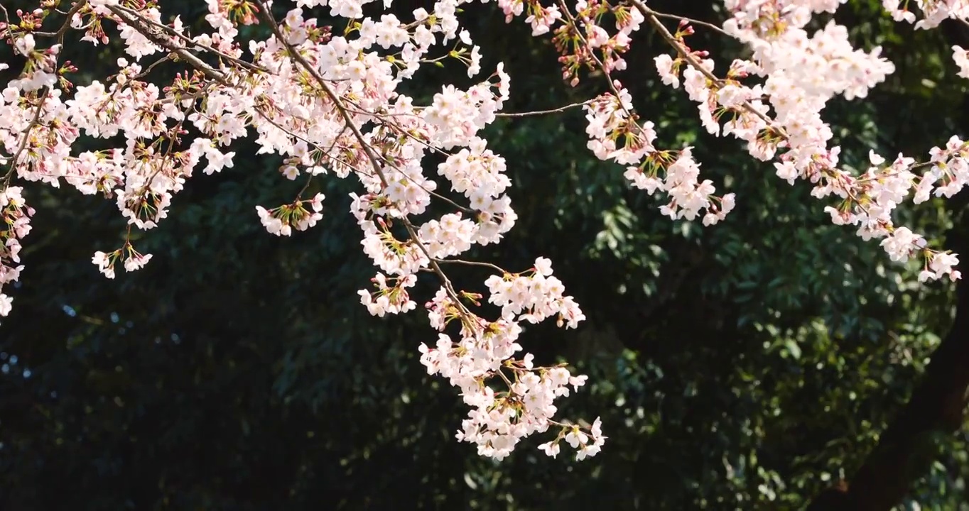 樱花盛开在风中，日本东京视频素材