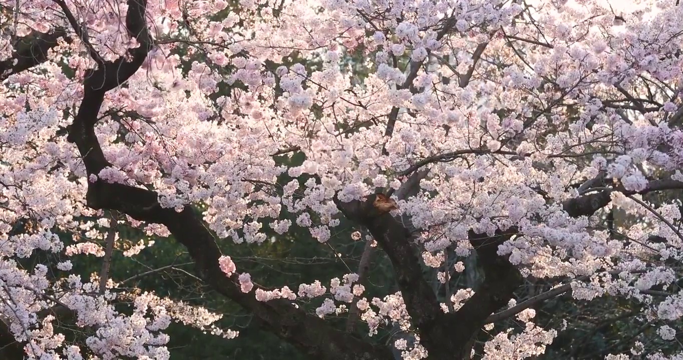 樱花盛开在风中，日本东京视频素材