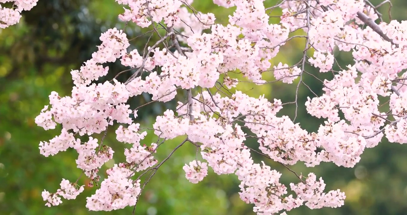 樱花盛开在风中，日本东京视频素材