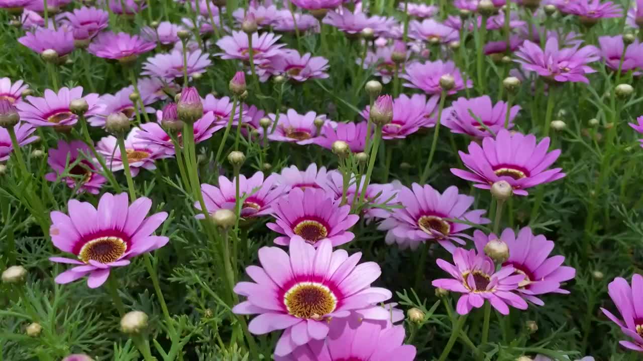 初夏格桑花视频素材