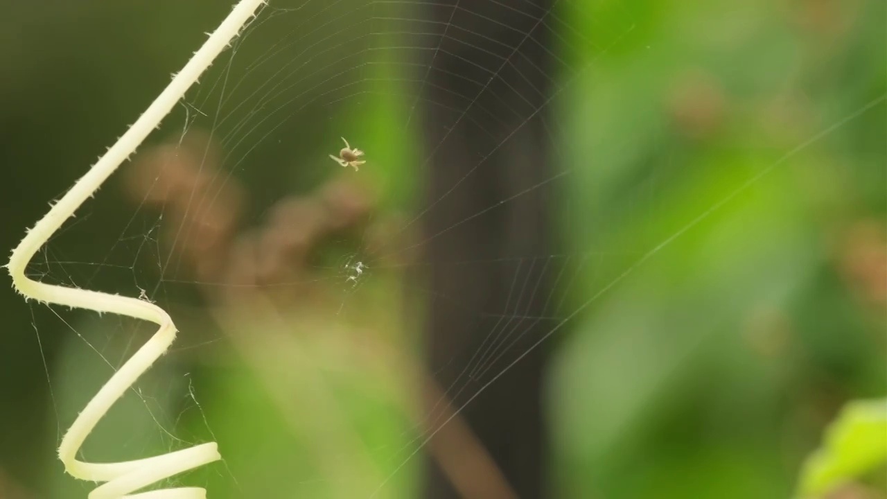 蜘蛛织网视频素材