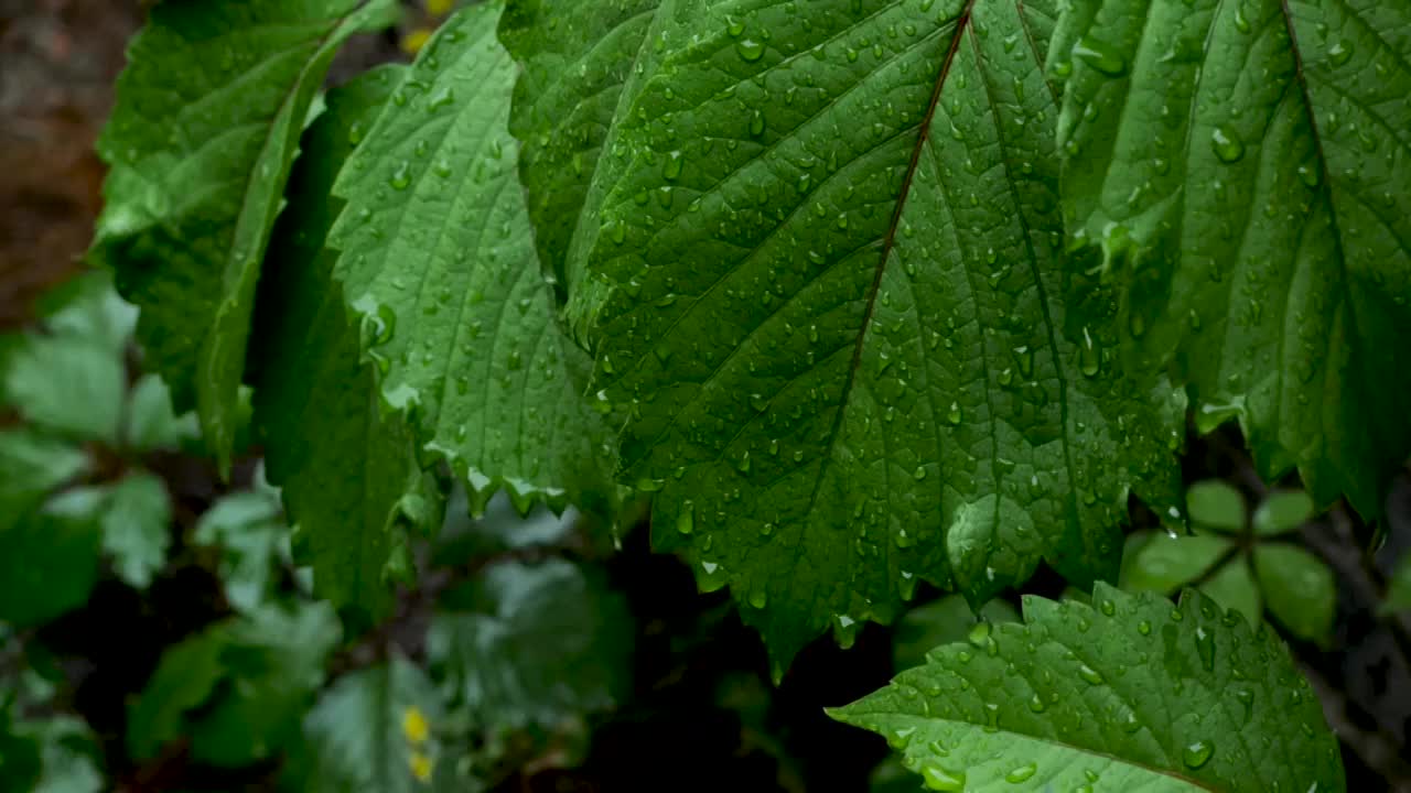 雨水落在绿叶上特写慢镜头视频素材