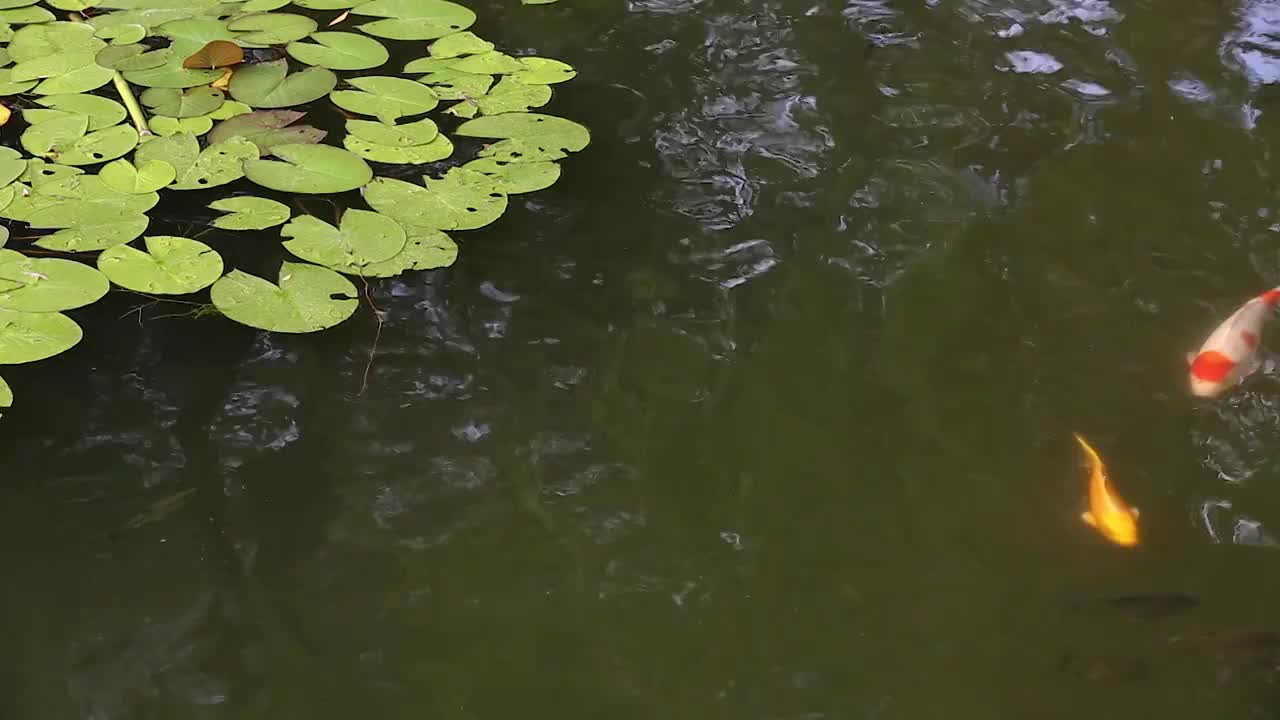 荷塘锦鲤鱼视频素材