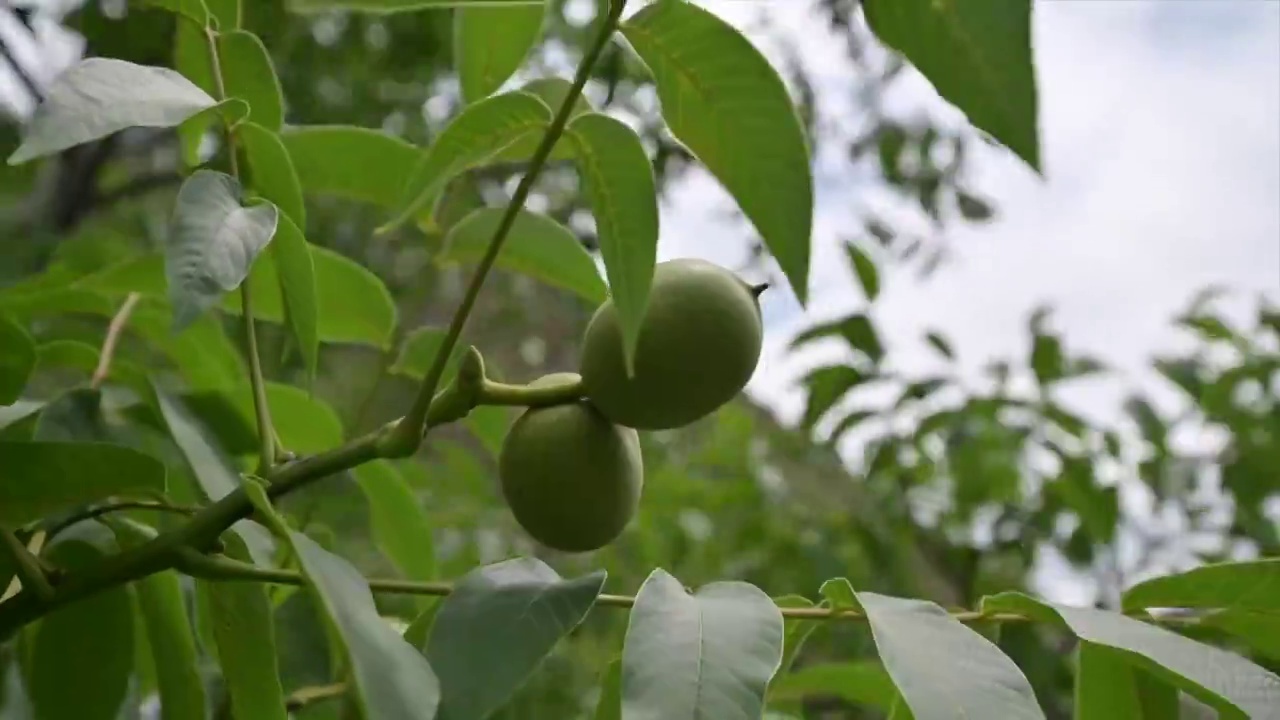 胡桃科植物核桃树成熟青涩的果实四大坚果生长期微风吹拂视频素材