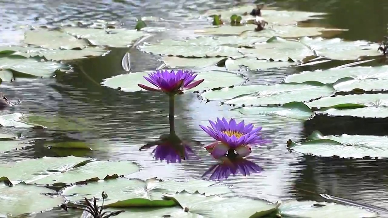 绽放的莲花视频素材