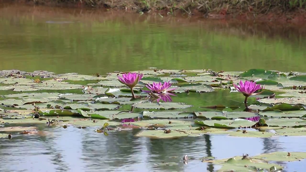 绽放的莲花视频素材