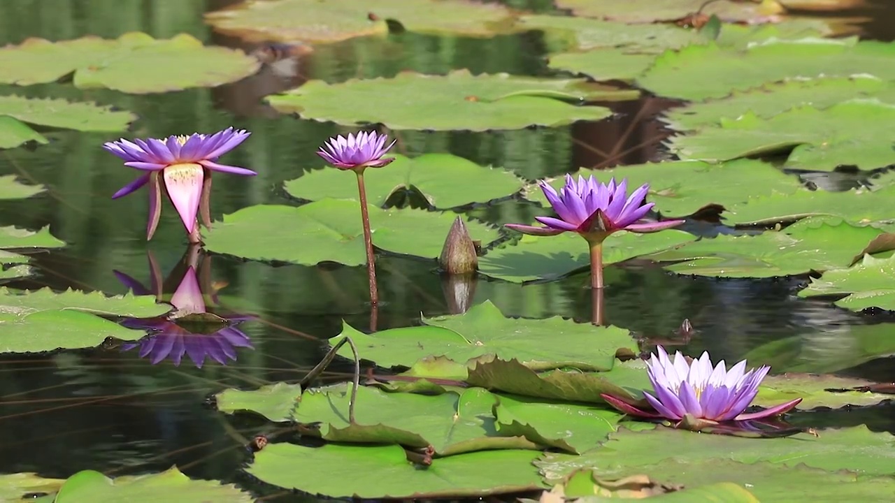 绽放的莲花视频素材