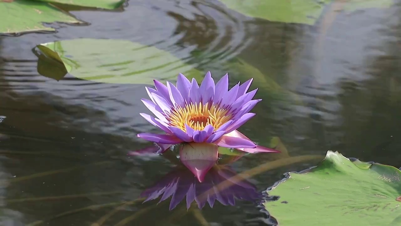 绽放的莲花视频素材