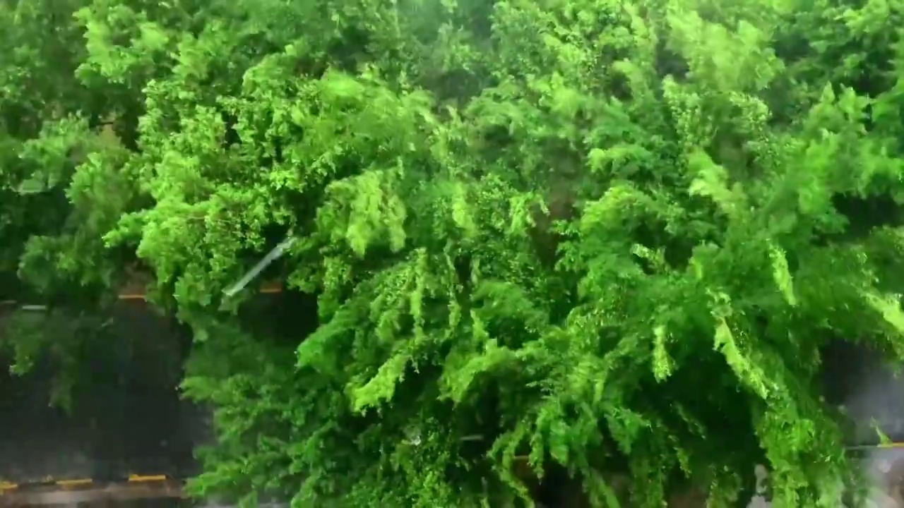 狂风暴雨拍打绿色树木视频素材