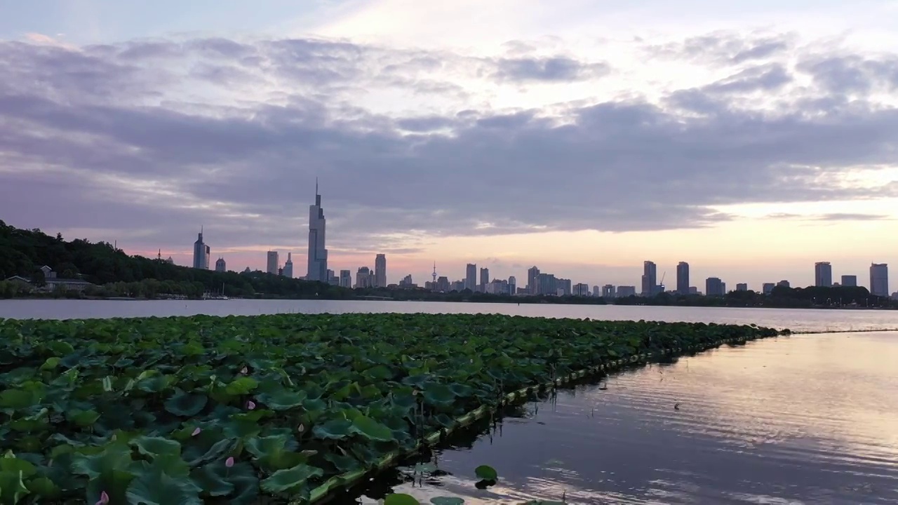 夏天南京玄武湖的荷塘，天空的晚霞和城市天际线视频素材