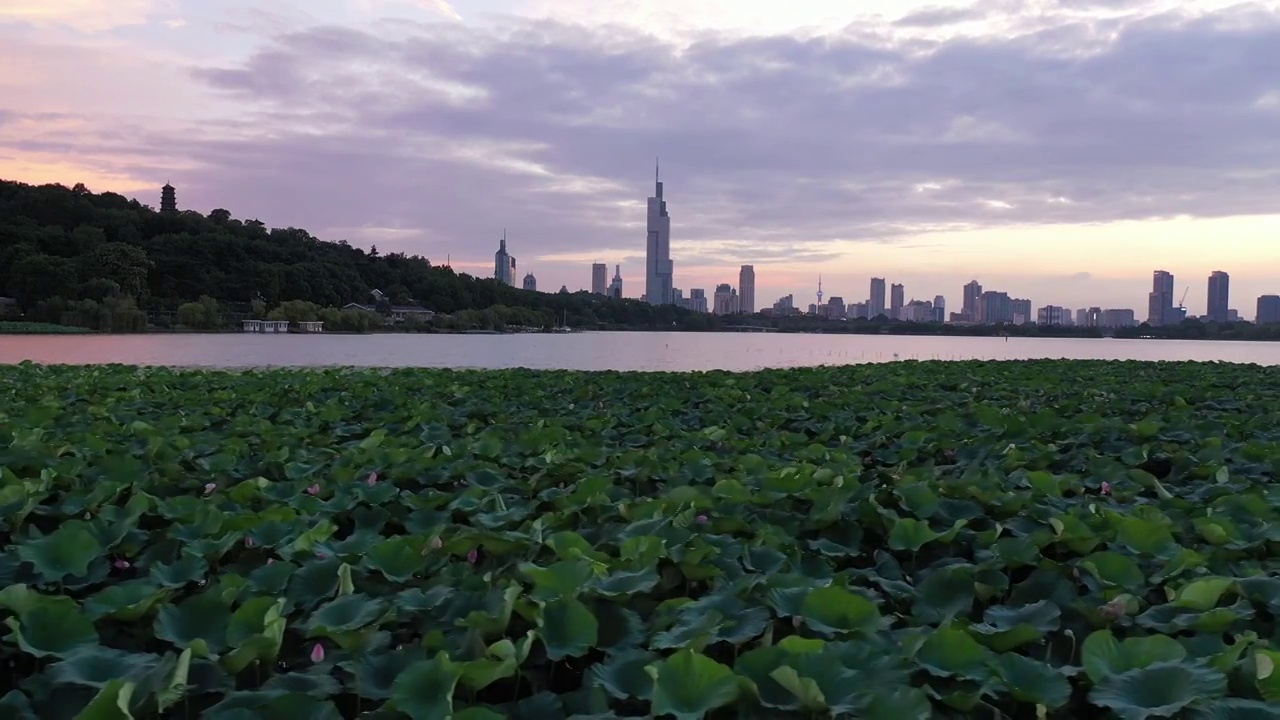 夏天南京玄武湖的荷塘，天空的晚霞和城市天际线的夏日风光视频素材