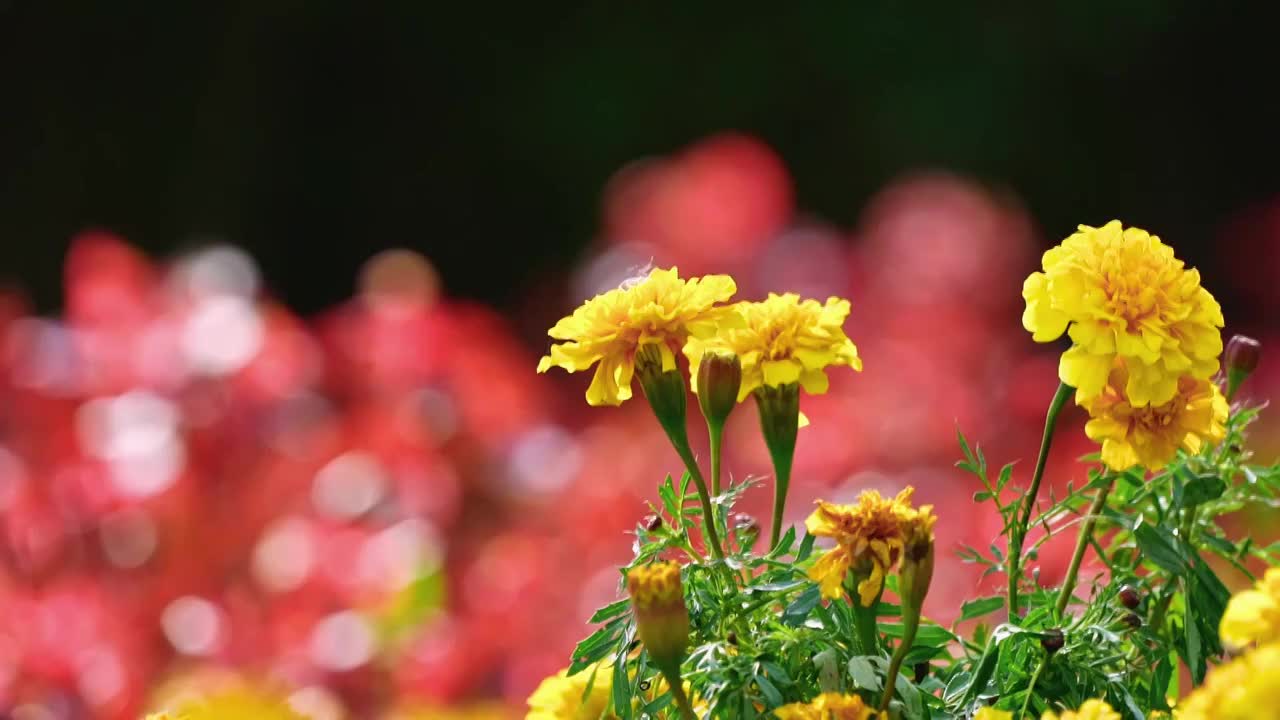 盛开的花丛视频素材