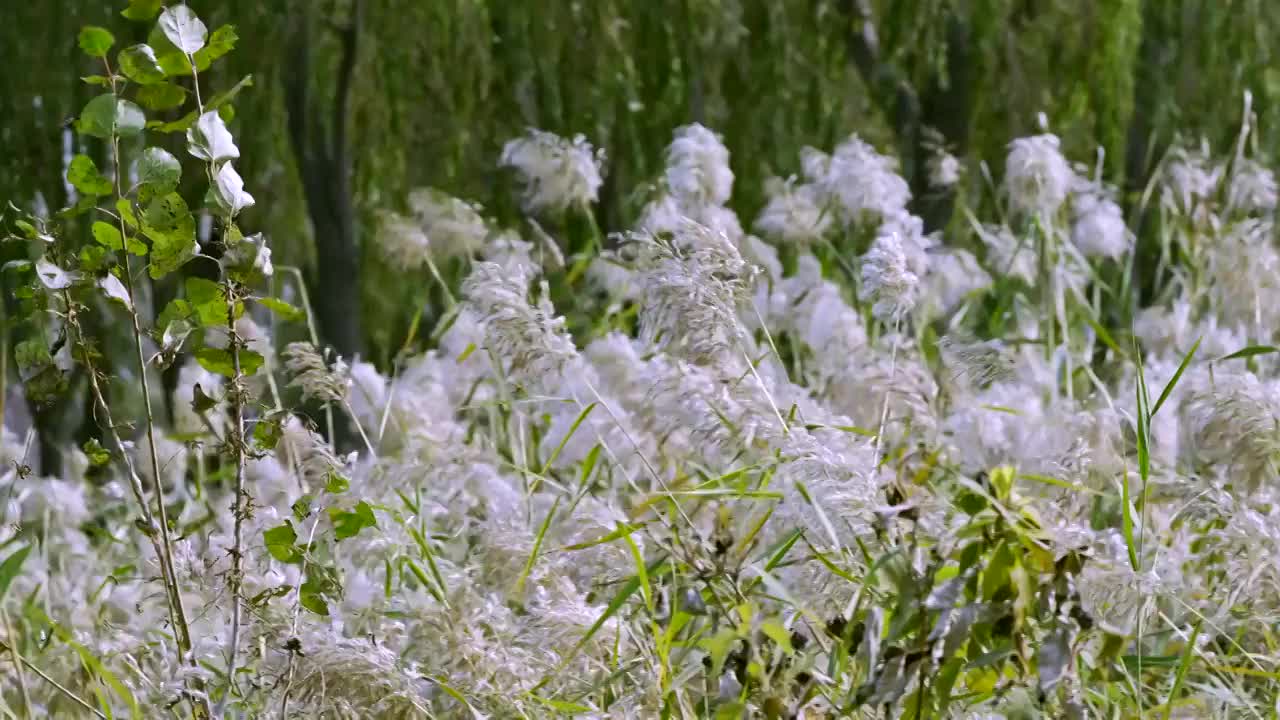 河边的芦苇视频素材