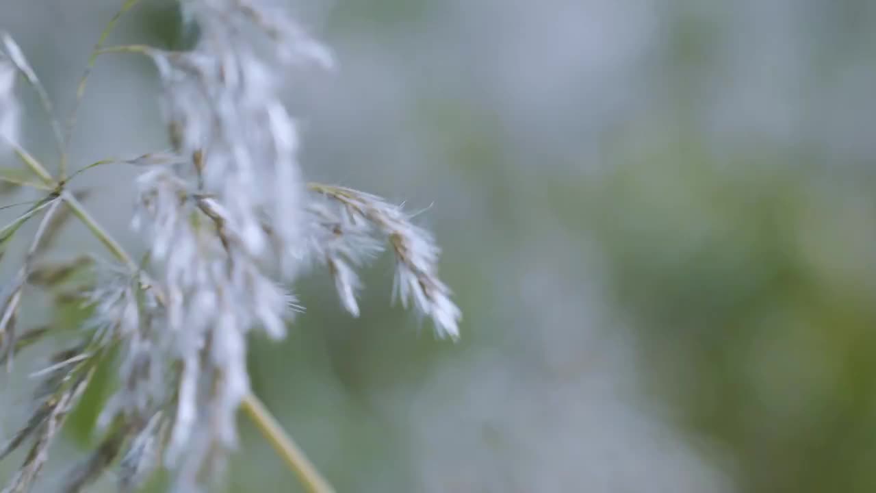 河边的芦苇视频素材