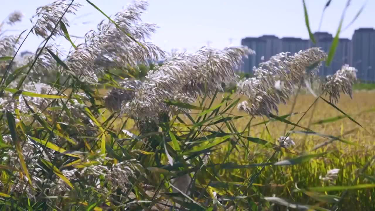 河边的芦苇视频素材