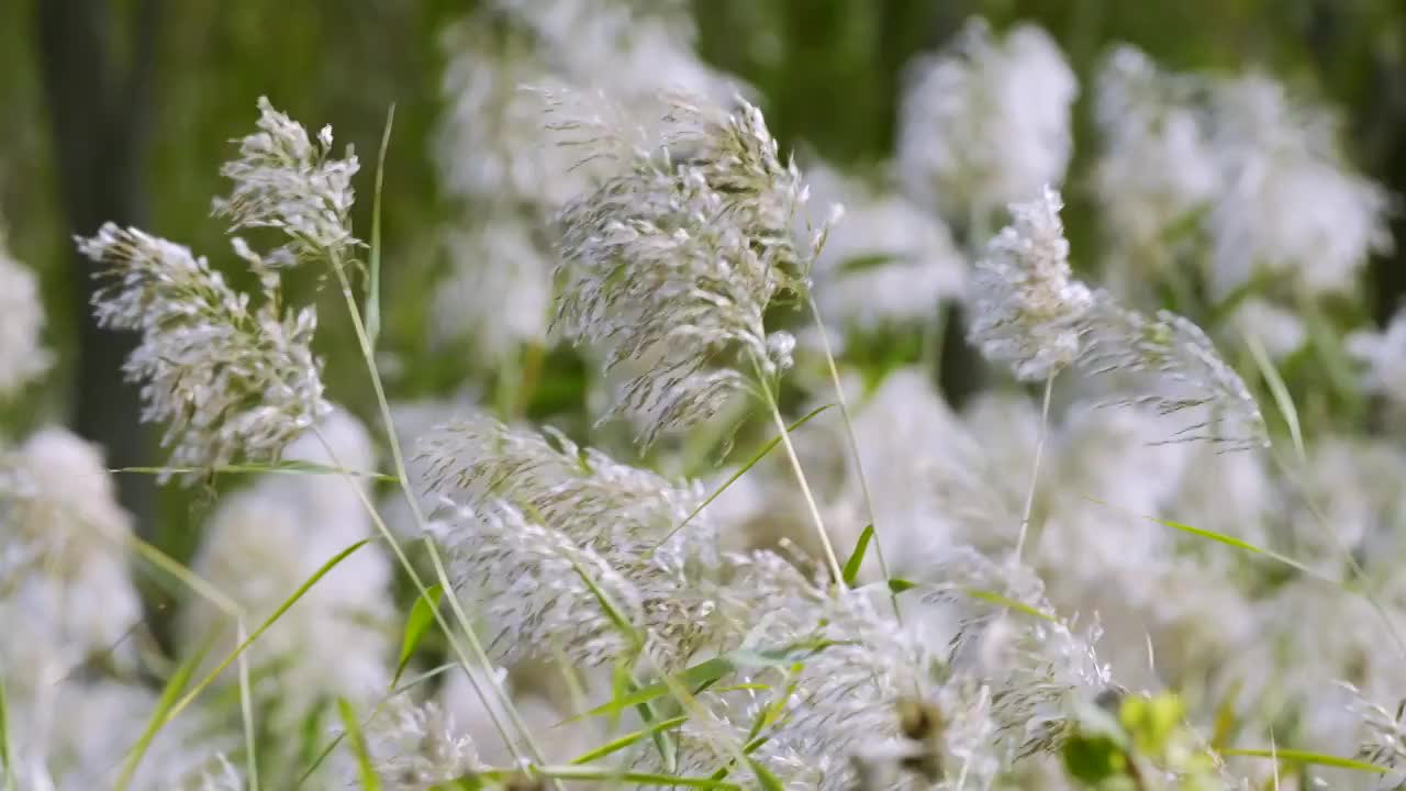 河边的芦苇视频素材