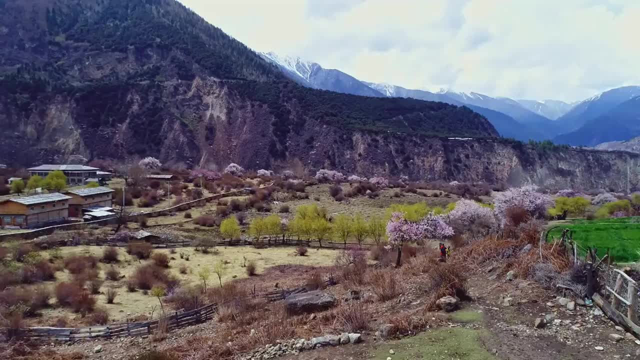 西藏林芝雅鲁藏布大峡谷雪山桃花盛开航拍视频素材