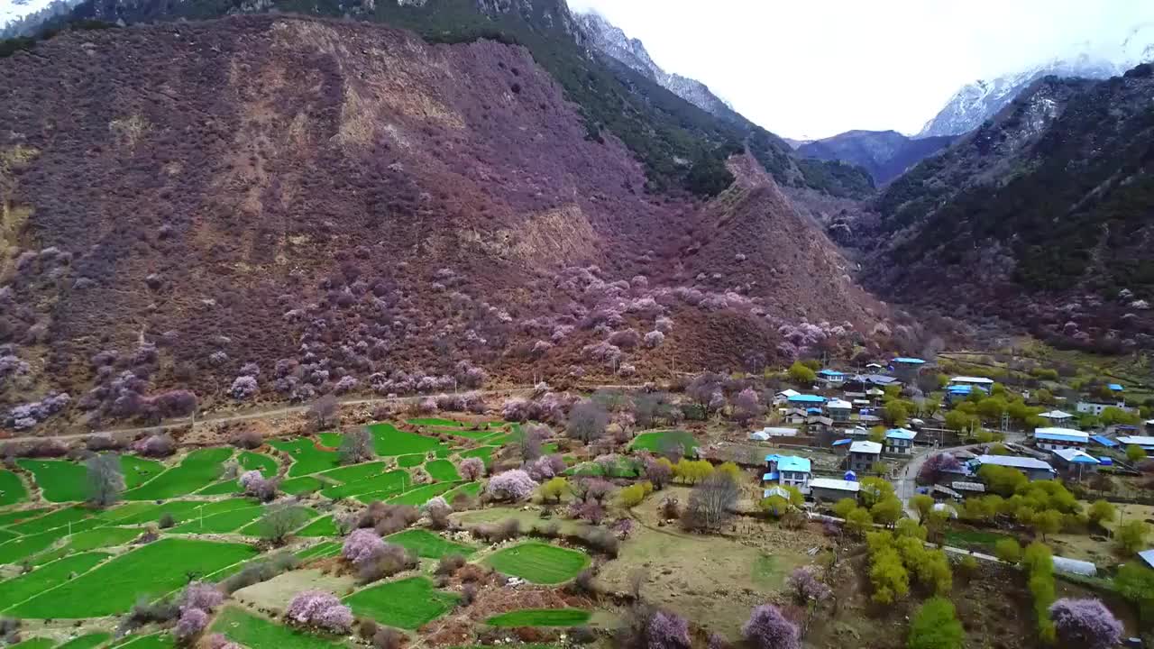 西藏林芝雅鲁藏布大峡谷雪山桃花盛开航拍视频素材