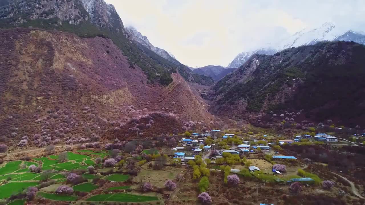 西藏林芝雅鲁藏布大峡谷雪山桃花盛开航拍视频素材