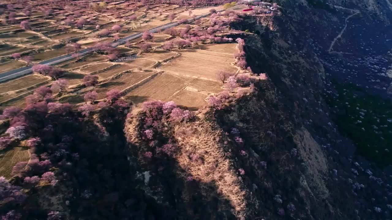 西藏林芝雅鲁藏布大峡谷雪山桃花盛开航拍视频素材