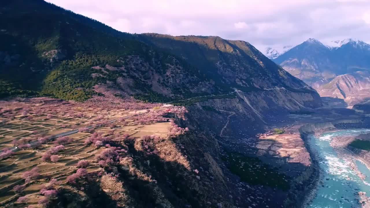 西藏林芝雅鲁藏布大峡谷雪山桃花盛开航拍视频素材