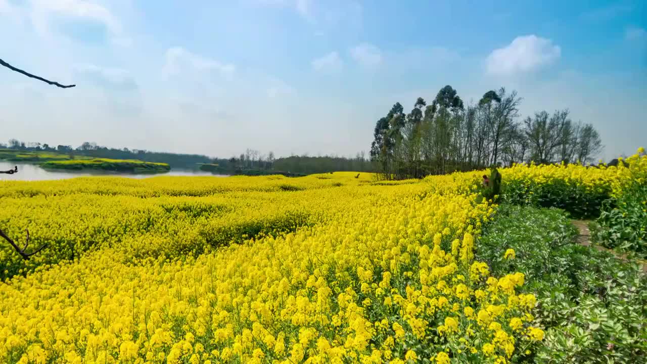 成都近郊金堂两河村油菜花航拍视频素材