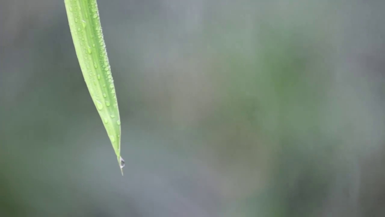 竹叶上滑落的水珠120帧视频素材