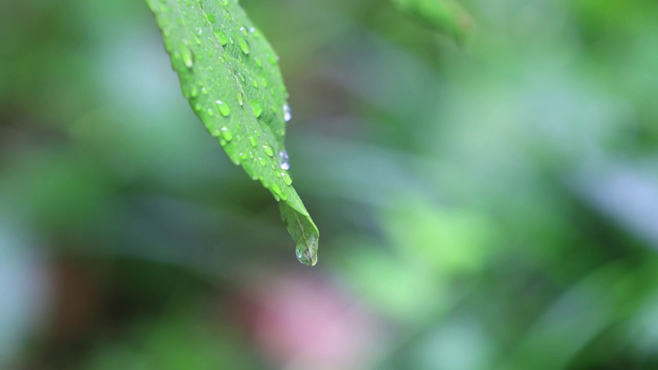 树叶上的水珠视频素材