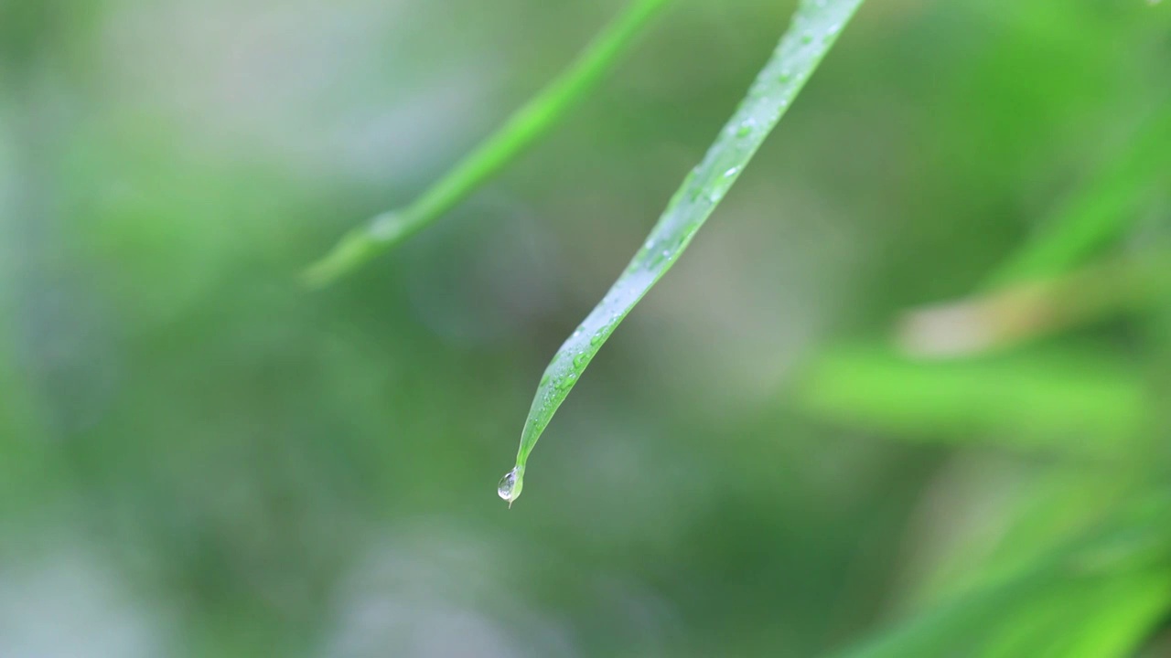 竹叶上的露珠滴落视频素材