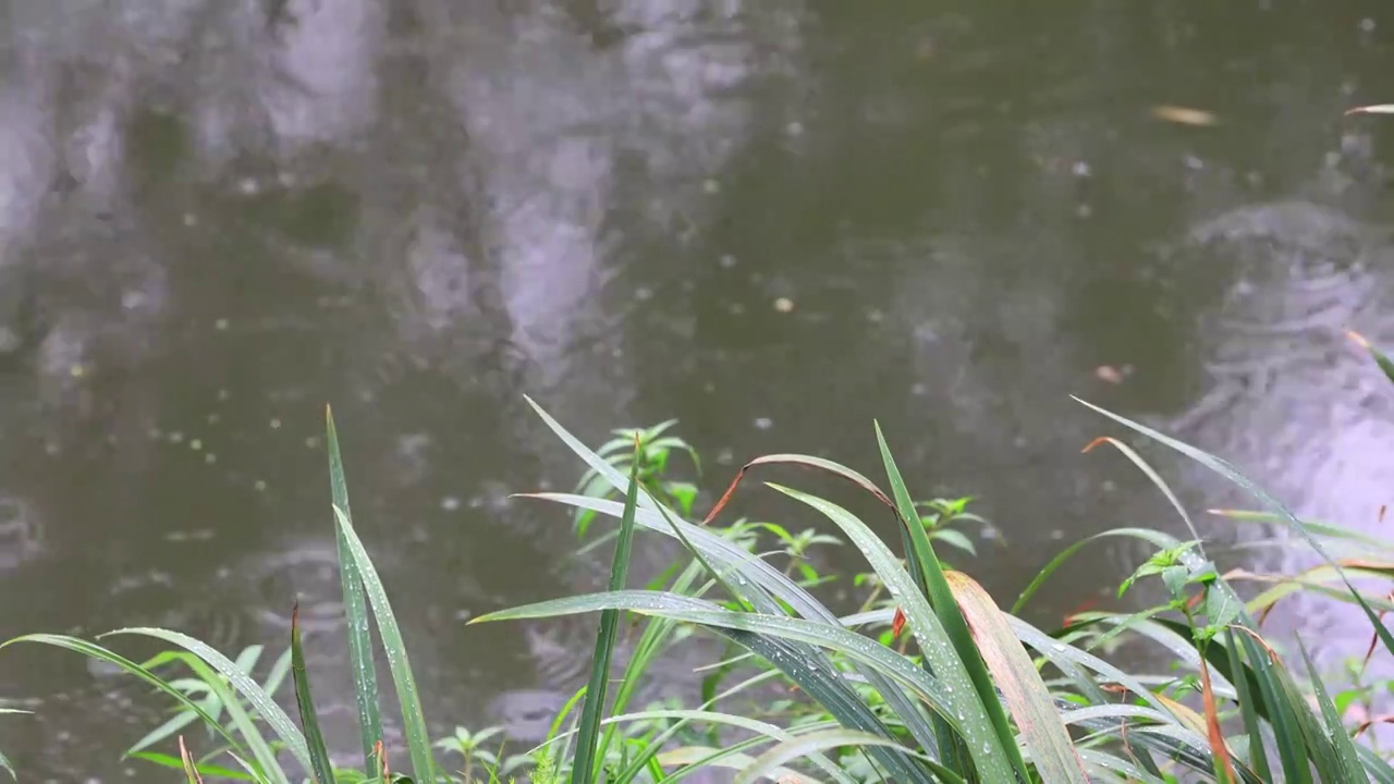 下雨天的水面视频素材