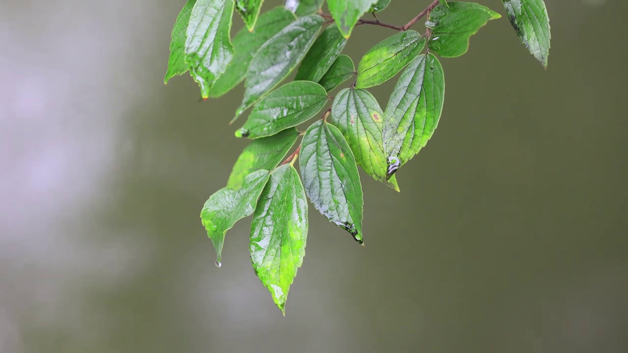 雨中的树叶视频素材